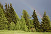 Regenbogen Foto Fichten Grnbume Naturstimmung nach Gewitter in Alpen Wolkennebel