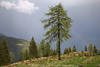EmbergerAlm Bume Gewitter Stimmung Naturbild Grnbume Regenbogen Sonne Wolkennebel Foto ber Alpental