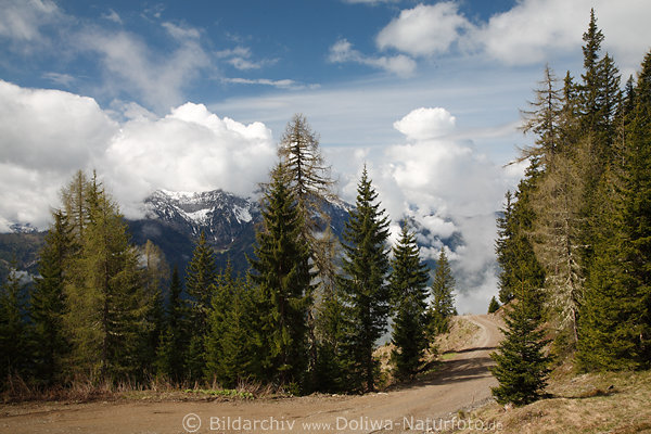 Fichtenbume an Bergstrae Naturbild in Sonne Wolken ber Gailtaler Alpen