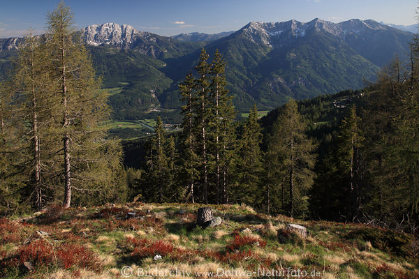Krnten Gailtaler Alpen Bergpanorama ber Drautal Naturbild durch Bume Alm in Sonne