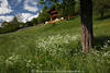 1202213_Frhling auf Gnoppnitzer Berghang Grnwiese Weissblmchen im Gras um Baumstamm Foto