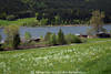 1201458_Frhling am Weissensee grne Wiese Blumenblte Wasserblick Naturfoto Uferwald Seepanorama