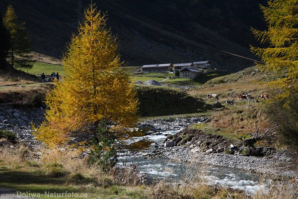 Bergbach Schwarzach Lrchen Herbstfarben Naturfoto vor Seebachalm Alpenlandschaft