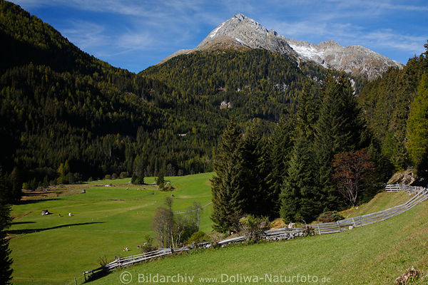 Defereggental Foto: grne Bergwiese, Alm-Weide Wlder am Hang Landschaft Naturbilder