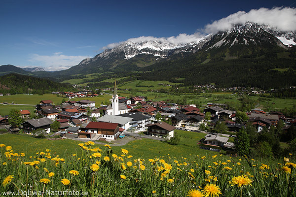Ellmauer Dorf Talpanorama Bild Alpenblumen Frhlingsblten am Wilder-Kaiser