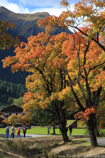 Loisach Herbstbume Farbenpracht Foto ber Lermoos Wanderer Urlaubsbild