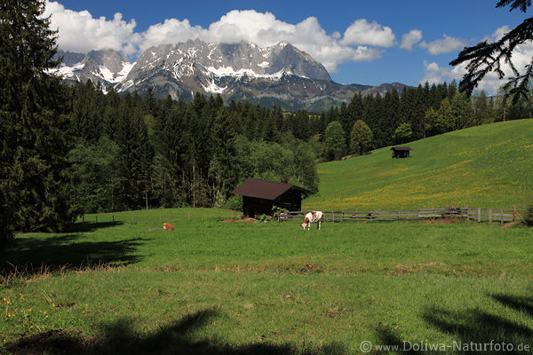 Bergalpe Kuhweide Naturfoto Frhling vor Kaisergebirge Alpengipfel