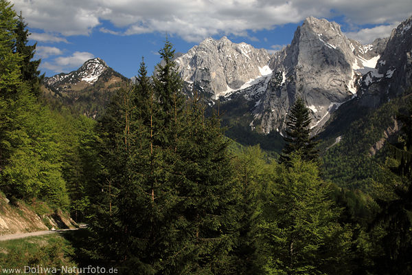 Berglandschaft Wilder-Kaiser Alpen Kalkfelsen imposante Gipfel grne Natur