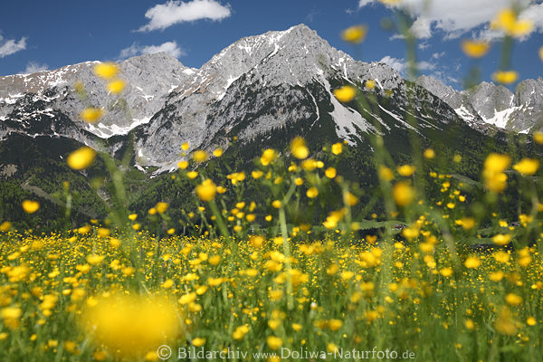 Bergwiese Blumenblte Frhling Landschaft Romantik am Wilder-Kaiser Alpengipfel Panorama Naturbild