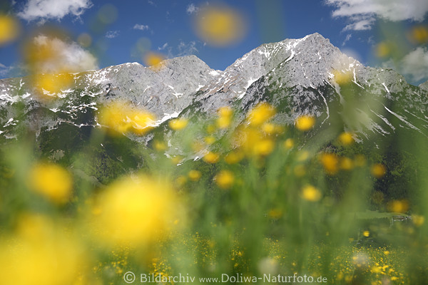 Alpenflora verwischte Blmchen vor Gipfelpanorama Landschaftsfoto gelb Frhlingsblte Wilder-Kaiser Berge