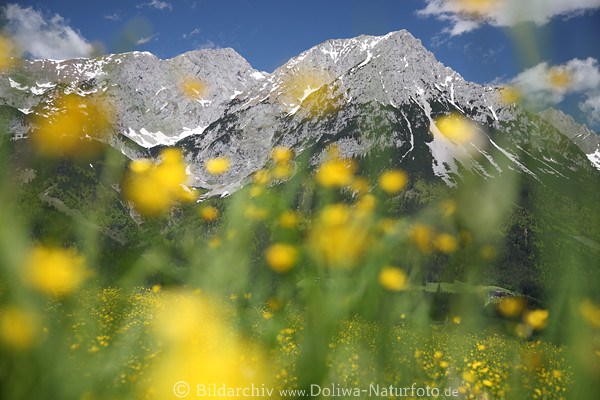 Wilder Kaiser Bergwiese verwischte Blmchen Frhling Gelbblte Romantik abstrakt Landschaftsfoto