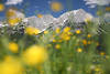 1301180_Alpenflora verwischte Blmchen vor Gipfelpanorama Landschaftsfoto gelb Frhlingsblte Wilder-Kaiser Berge