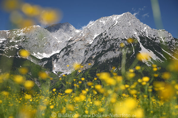 Alpenblumen Frhlingsblte Romantik am Wilder Kaiser Landschaftsfoto Berge gelbe Blmchen am Blauhimmel