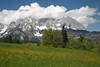 1300150_Wattewolken auf Berggipfel Wilder Kaiser Panoramafoto blhende Bergwiese Frhling Landschaft