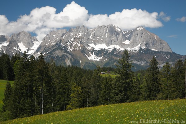 Wilder Kaiser Panorama ber Bergwiesen Bume Landschaftsbild Alm Bauernhof in Naturidyll der Alpen