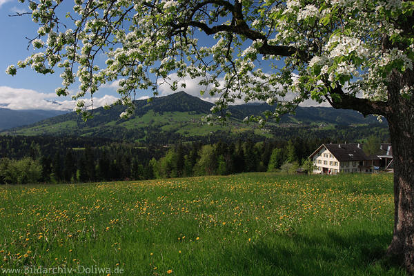 Baumblte Frhlingsfoto Blumenwiese Berg Bregenzerwald Natur
