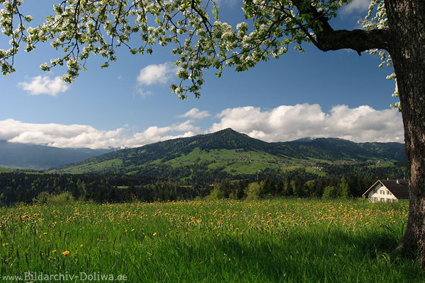 Bergland Baumblte ber Frhlingsblumenwiese Bregenzerwald Bergblick unter Baumzweig