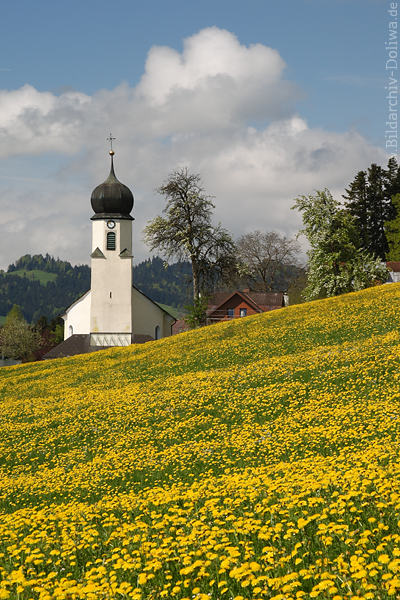 Doren Frhlingsblte Gelbblumenwiese Naturfoto vor Pfarrkirche