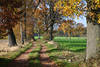 Feldallee in Herbst Naturfoto Bume Landweg Laub in Seitenlicht Bltter Stimmung Naturbild