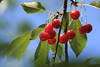 Kirschen-Obstzweig Foto Rotfrchte reifen in Grnblttern Designbild vor helles Blauhimmel