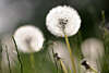 Pusteblumen Frhling-Weisskugeln verblhter Lwenzahn in Gras auf Wiese Frhjahrsblumen