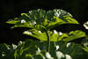 Mammutblatt Kunstfoto Grossblatt faltige Blattpflanze Prachtblatt knstlerisches Naturbild