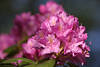 Rhododendron Violettblte Makrofoto