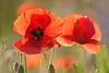 Wildmohn-Rotblte Gegenlicht-Foto Blumen-Grobild romantische Naturstimmung