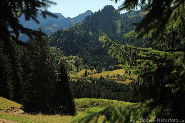 Bergland Nadelwald Grnbume Naturfoto Allgu Alpen Gipfel Alme Wandergebiet