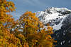 Nebelhorn Schneegipfel Allguer Alpen weiss Winter ber Goldfarben Natur in Herbst