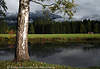 812646_ Allgu Naturstimmung Foto unterm Baum am Ufer der Iller in Fischener Flusslandschaft mit Bergblick