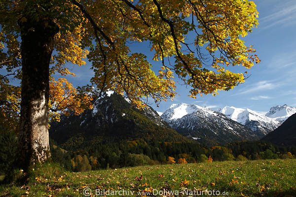 Alpen mit Schnee Blick unterm Herbstbaum