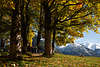 813091_ Oberallgu Wanderer Romantik Goldenherbst Naturbild in Baumallee mit Allguer Alpen in Schnee
