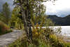 812286_ Spazierallee am Weissensee, Birken am Schilfufer, Paar auf Wanderweg entlang Wasser in Allgu Foto