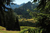 Bergland Nadelwald Grnbume Naturfoto Allguer Alpen Gipfeln Alme Wandergebiet