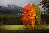 812635_ Allgu Naturfoto Herbst Lichtstimmung ber Alpwiese Bume Herbstfarben Bild unter Berge in Schnee