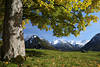 Berggipfel Winterschnee Alpenpanorama unter Baumstamm Herbstbltter Naturfoto