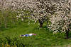 50500_Kirschbume Frhlingsblhen ber Paar in Gras liegend unter Obstbaum