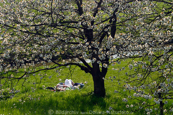 Kirschbaumblte ber Paar auf Frhlingswiese liegen im AltesLand