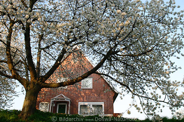 Haus hinter Kirschbaum Frhlingsblte in AltesLand
