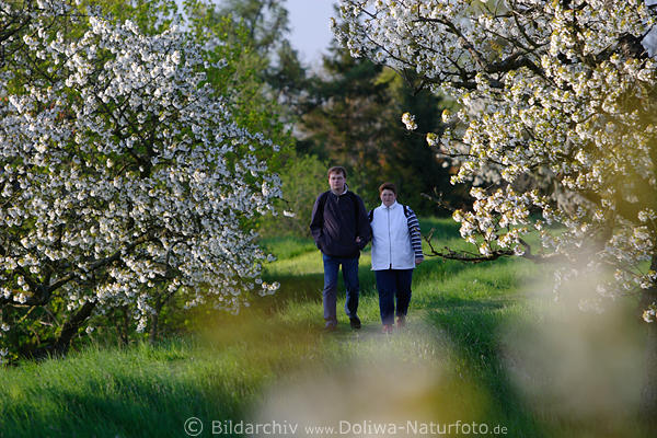 Kirschblte Spaziergang Mann & Frau auf Deichpfad AltesLand