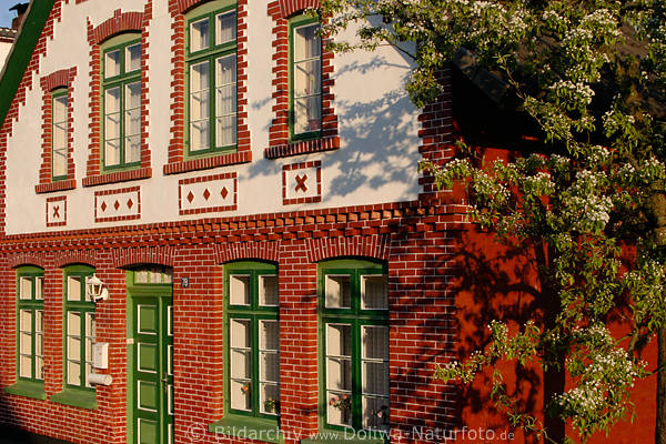 Hausfassade in Moorende rote Ziegel Fenster Baumblte in AltesLand