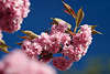 700849_ Japanische Zierkirschen Fotos Frhlingsblten