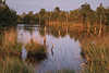Teufelsmoor Naturfoto Moorlandschaft Naturbild Wasser Grser Bume in Abendlicht Stimmung