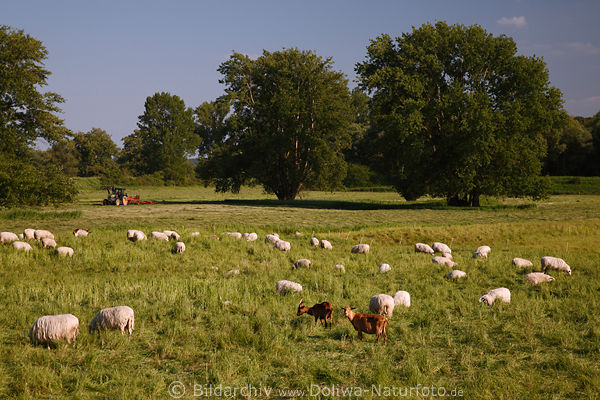 Schafweide Ziegen Heuarbeit Landwirtschaft in Elbtalaue