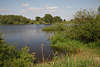 108461_Elbe-Naturufer Foto Wasser Flusspflanzen grne Naturoase Landschaft bei Alt Garge