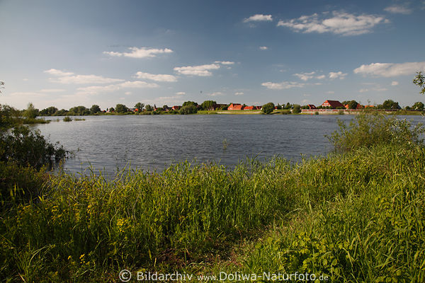 Stiepelse am Wasser Elbufer Elbe grne Flulandschaft Naturfoto