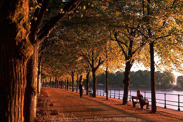 Hamburg Alster Herbstallee Seepromenade Bume goldene Bltter