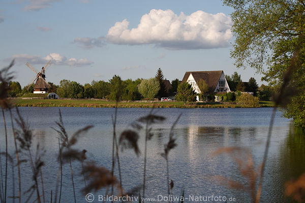 Gifhorn Seenlandschaft Foto am Mhlenpark Wasser durch Schilfgrser am Mhlensee Naturufer
