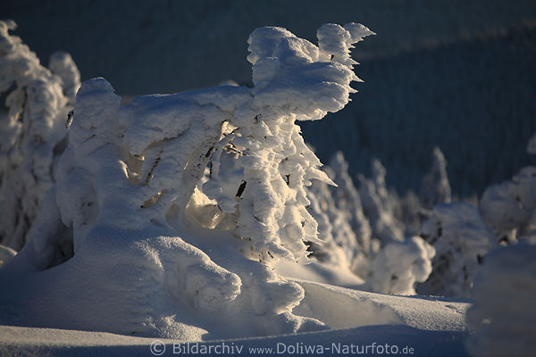 Harz windgepeitschte Schneegestalt Natur Winterbild Brockenlandschaft